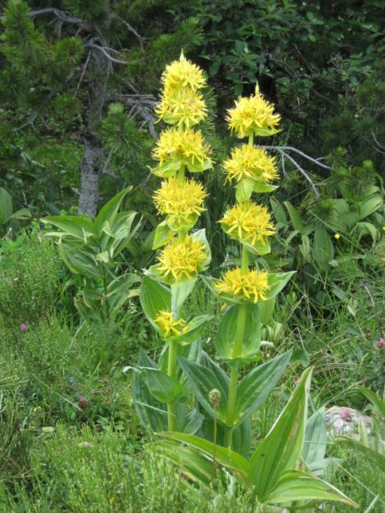 Les fleurs de montagne