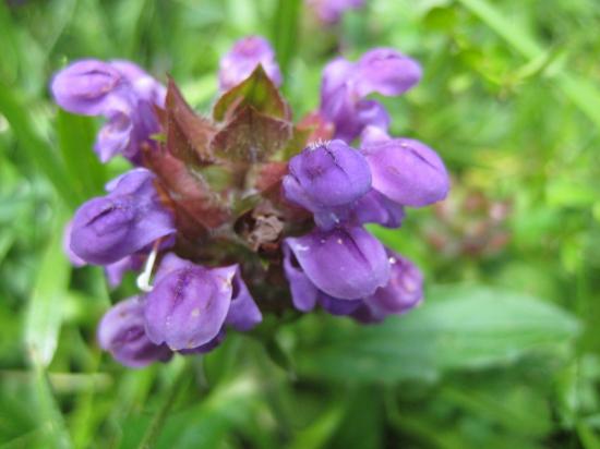 Les fleurs de montagne