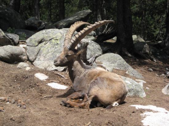 Quelques animaux du parc